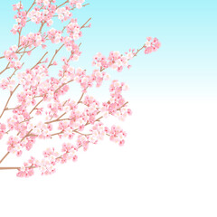 青空に咲く桜の花バリエーション ベクターイラスト