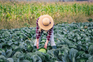Farmer picking cabbage vegetable at field. Agricultural activity during harvest season