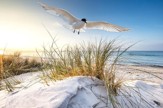 Seagull On The Beach