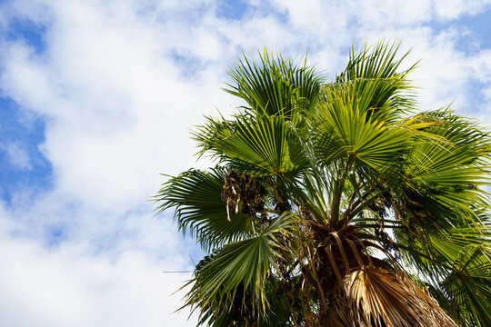 palm tree with dry leaves against the sky. rest and travel. tropics. 