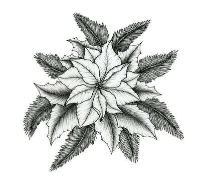 Poinsettia floral arrangement isolated on white, ink floral drawing with poinsettia, holly leaves and fir tree, black line art Christmas floral sketch 