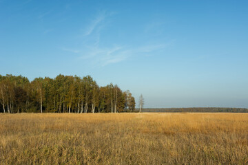 Dry grasses in the meadow, forest and blue sky