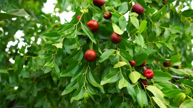 Jujube Orchard. Ripe fruit on the branches of the tree. Growing Ziziphus (Chinese Date, Common Jujuba) Plant, Organic Garden