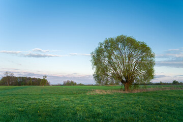 Fototapeta na wymiar Large tree growing in the meadow and evening sky