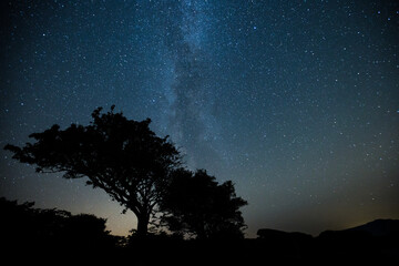 Milky Way Over Trees