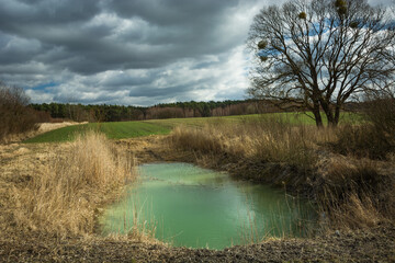 A small pond with green water, a tree in the field and a cloudy sky