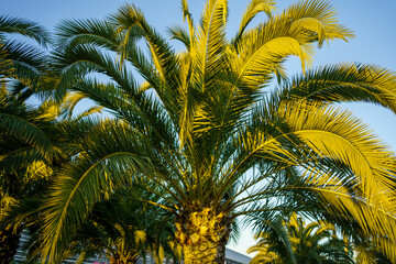Fototapeta na wymiar palm tree leaves against the sky. rest and travel. tropics. 