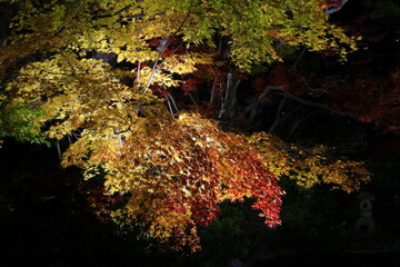 紅葉ライトアップの南昌荘