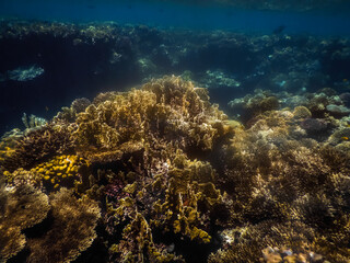 Fototapeta na wymiar sun shines on corals under the surface in the sea