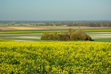 Group of bushes and trees behind the yellow field of rape