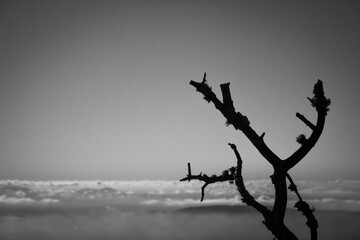 Silhouette Above Clouds