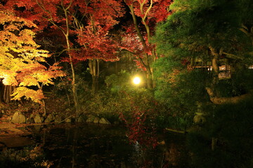 紅葉ライトアップの南昌荘