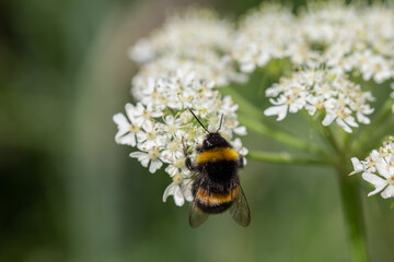 Bumble Bee Feeding
