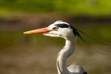 Heron In London Park