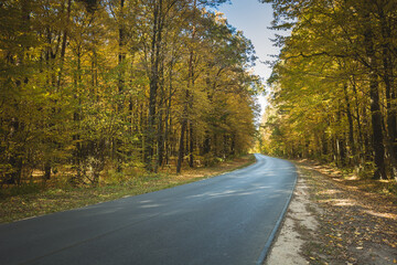 Asphalt road in the autumn orange forest