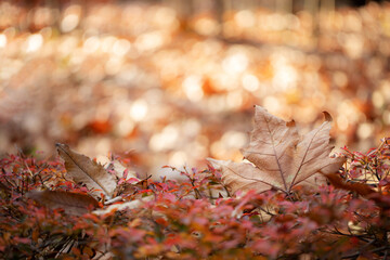 アメリカスズカケノキ