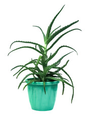 Home plant aloe Vera in a light green pot isolated on a white background.