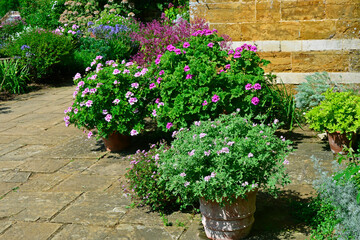 Colourful terrace with Pelargoniums on a stone terrace