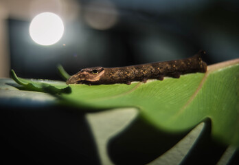 Butterfly caterpillars, camouflaged like a snake perched on a leaf.