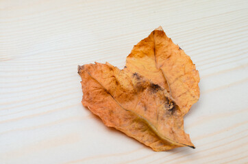 Close-up of rusty leaves on a wooden background.