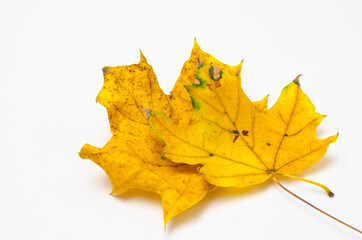 Close-up of rusty leaves on a wooden background.