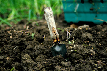 Trowel In Soil