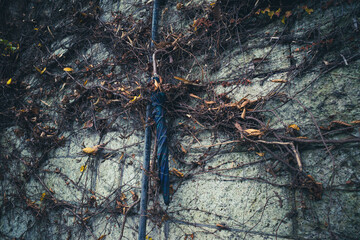 Umbrella is caught in ivy