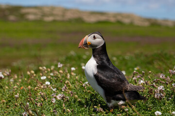 Puffin On Skomer