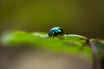 Iridescent Green Beetle