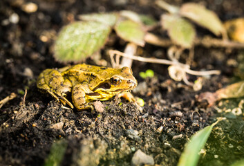 Frog In Morning Light