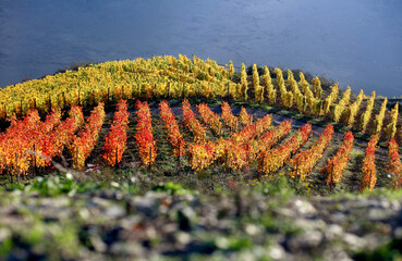 Herbst am Rhein in den Weinbergen bei Bingen