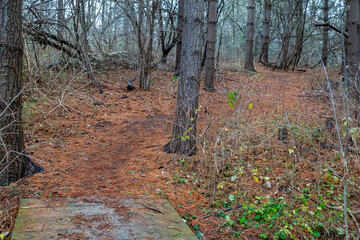 Wild Park Trail