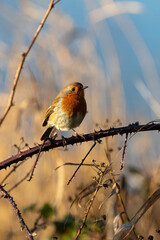 Robin perching on a bramble branch