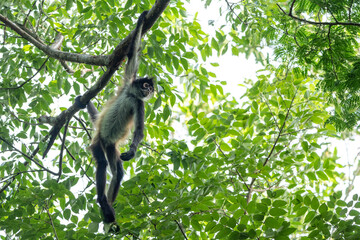Yucatan Spider Monkey in Punta Laguna Reserve, Mexico