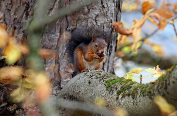Eichhörnchen verspeist Walnuss im Herbst