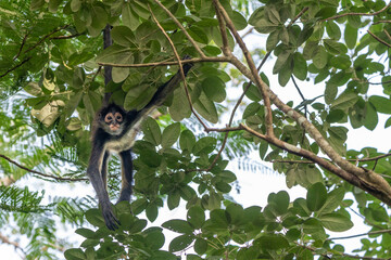 Yucatan Spider Monkey in Punta Laguna Reserve, Mexico