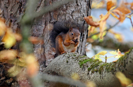 Eichh&ouml;rnchen verspeist Walnuss im Herbst