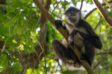 Yucatan Spider Monkey in Punta Laguna Reserve, Mexico