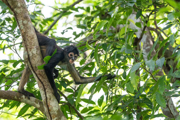 Yucatan Spider Monkey in Punta Laguna Reserve, Mexico