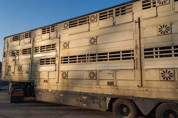 ein Tiertransporter mit Kühen