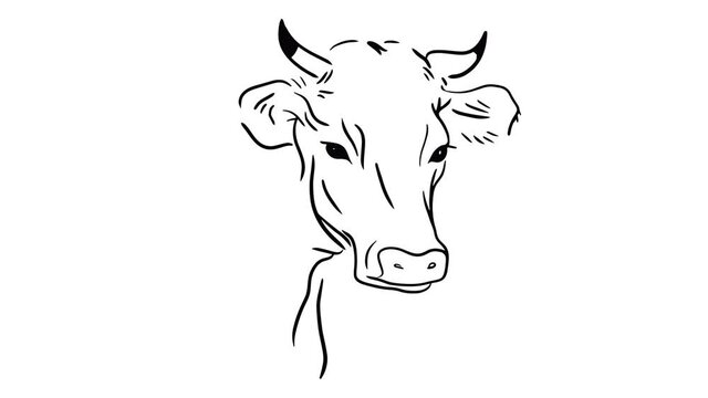 Hand draw cow silhoette video animation