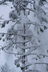 Avalanche of snow on fir tree, beautiful winter phenomenon. Snow falls down from fir tree