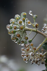 Close-up of beautiful flowers from my garden under freezing rain