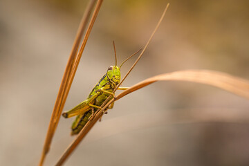 Cricket Perched On Grass