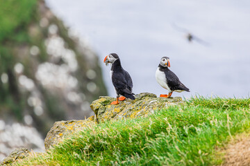 Puffins on Mykines cliffs and atlantic ocean. Mykines island, Faroe Islands, Europe.