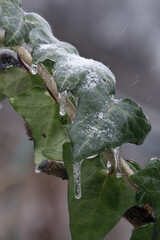Close-up of beautiful flowers from my garden under freezing rain