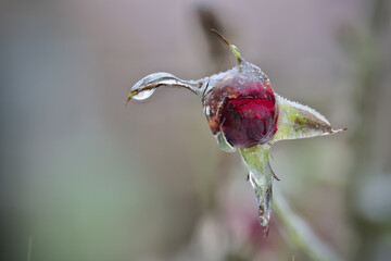 Close-up of beautiful flowers from my garden under freezing rain
