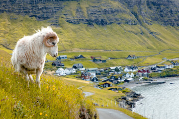 Sheep on Vagar island. Faroe Islands. © Curioso.Photography