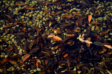 水の中に沈む落ち葉と浮く落ち葉