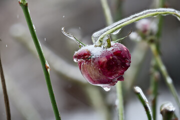 Close-up of beautiful flowers from my garden under freezing rain